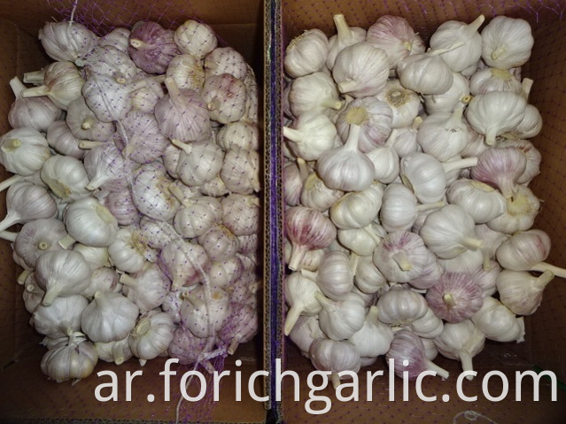 Fresh Normal Garlic Crop 2019